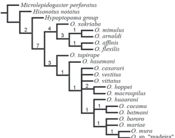 Fig. 7. Phylogenetic relationships among Otocinclus species.