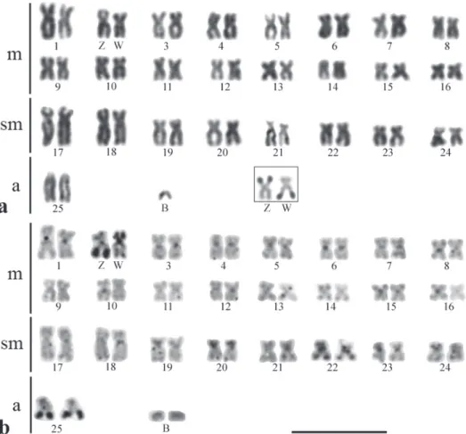 Fig. 3. Karyotypes of female specimens of Characidium pterostictum from Apiaí, SP, after conventional Giemsa staining (a) and C-banding (b)