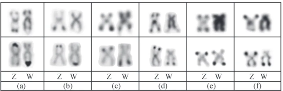Fig. 6. Z an W sex chromosomes of the Characidium species analyzed in this study, after C-banding (first row) and silver nitrate staining (second row)