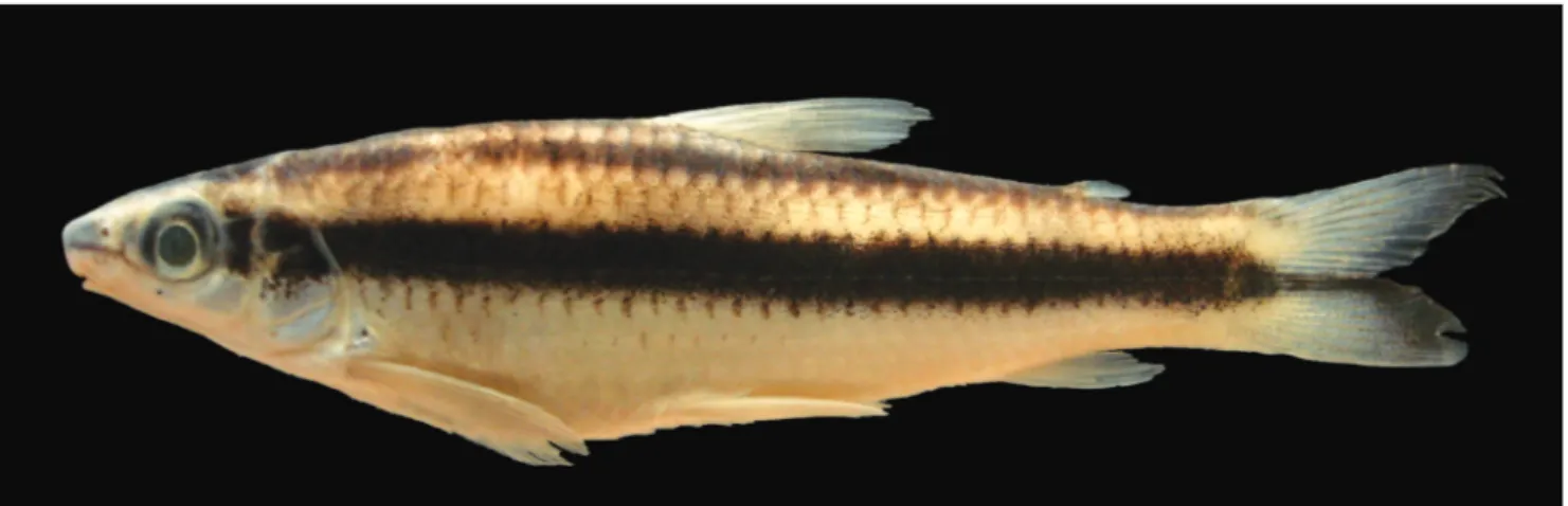 Fig. 9. Parodon pongoensis, ICN 15378, 45.9 mm SL, Colombia, Amazon River Basin, downstream from Puerto Leguizamo, Fuerte