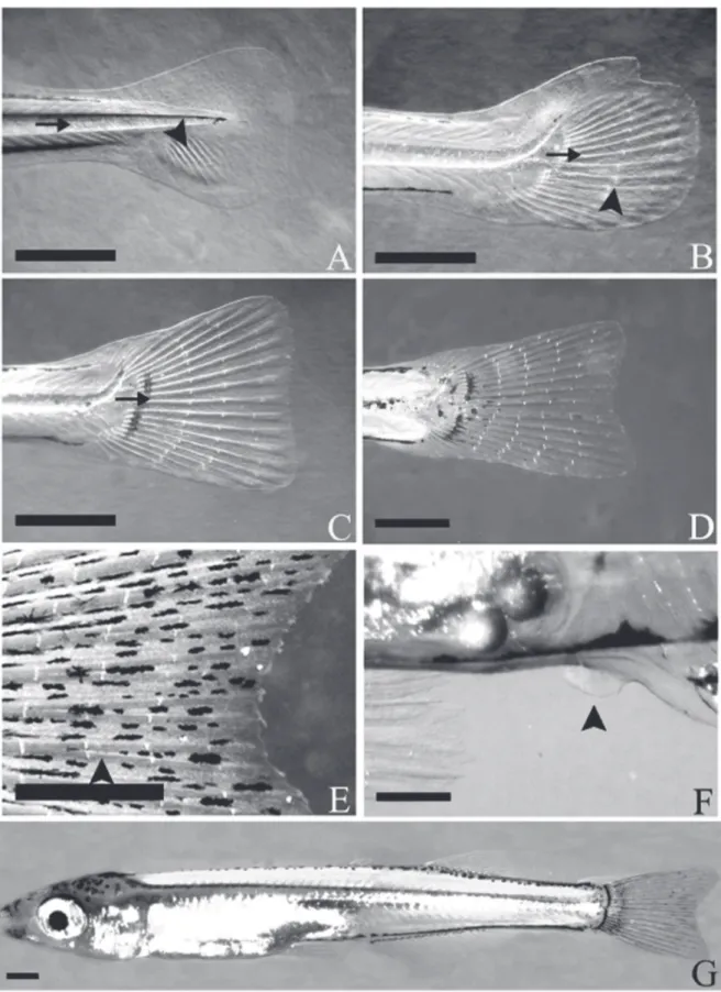 Fig. 2. Fin fold reabsorption during larvae-juvenile transition. A) The characteristic lobulated caudal fin showing the first fin rays (arrowhead) and the straight notochord (arrow); B) The second segment appeared (arrowhead) and the ray started to be alig