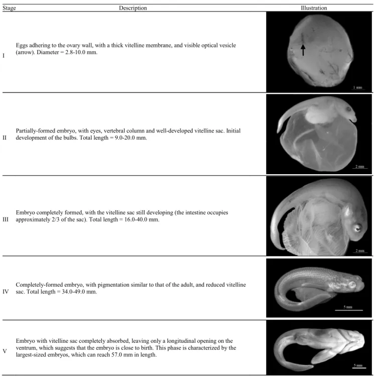 Table 2. Classification of the embryonic stages in Anableps anableps.