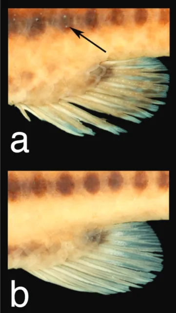 Fig. 3. Anal-fin of  Lebiasina yepezi evidencing the sexual dimorphism: a) Male (MNRJ 39067 - holotype) 152.9 mm SL;