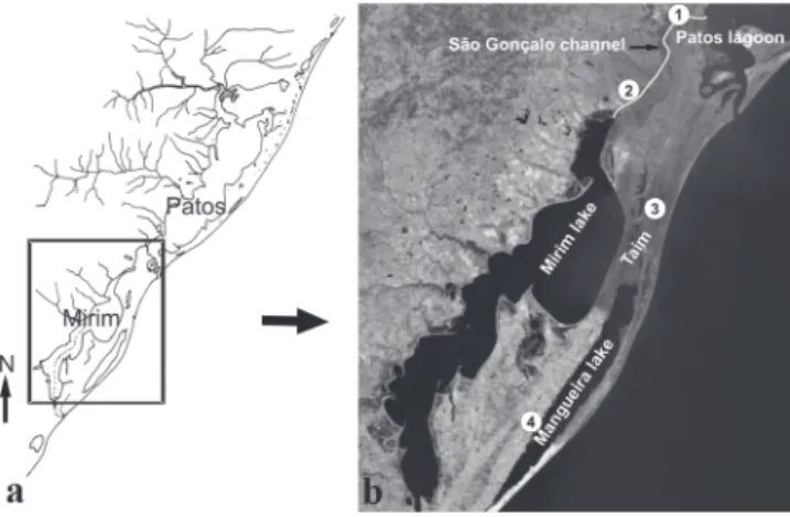 Fig. 1. Coastal plain of Rio Grande do Sul in southern Brazil showing the Patos-Mirim lagoon complex (a) and the location of the four sampling sites where the specimens of the pearl cichlid Geophagus brasiliensis were collected (b).