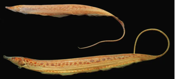 Fig. 1. Iracema caiana, MZUSP 49205 (paratypes). Specimens used for the CT-scan images: above 235 mm SL, below 345 mm SL.