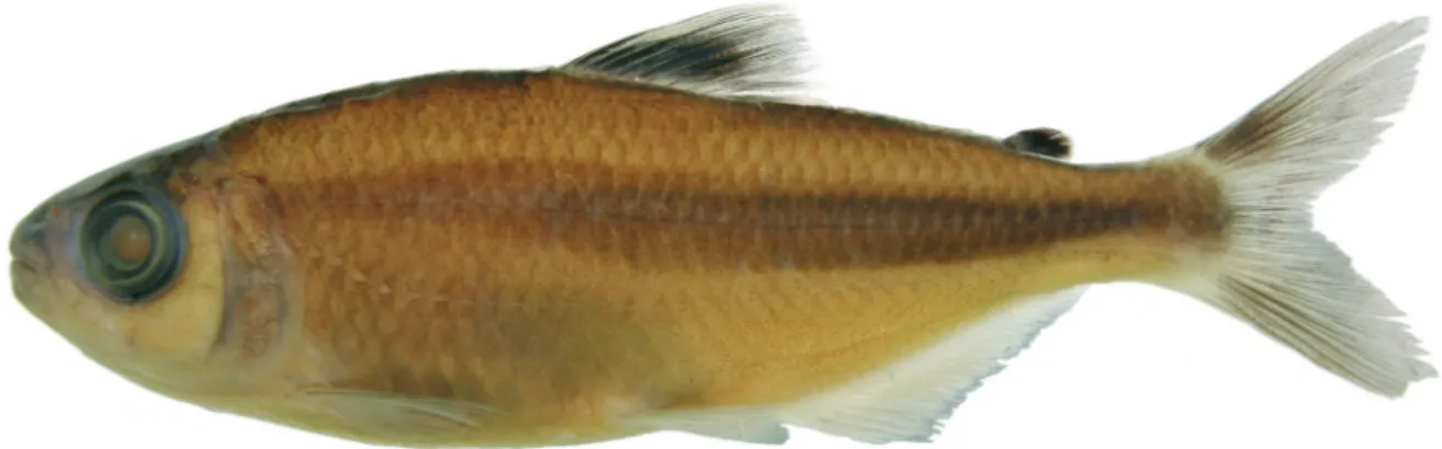 Fig. 1. Bryconops piracolina, MCP 44796, holotype, male, 69.0 mm SL; Brazil, Rondônia, Igarapé Piracolina, tributary of rio Madeira, rio Amazonas drainage, about 6 km West of Vilhena.