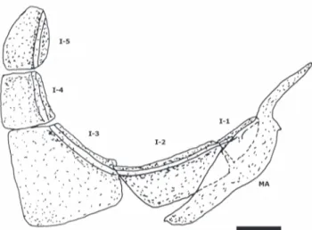 Fig. 3. Bryconops piracolina, MCP 41504, paratype, 51.11 mm SL c&amp;s. Scanning electron microscope photograph of left side of maxilla (top), premaxilla (middle), and lower jaw (bottom)