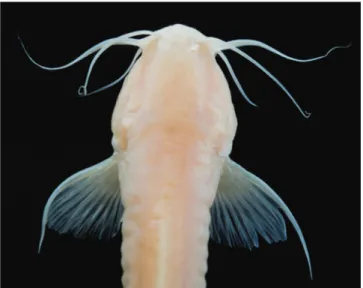 Table 1. Morphometric and meristic data of holotype and the seven paratypes of Trichomycterus dali