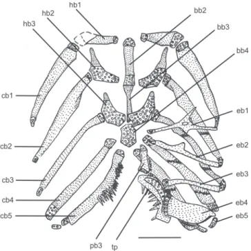 Fig. 8. Branchial skeleton of Trichomycterus dali, MZUSP 109770, 72.5 mm SL, paratype