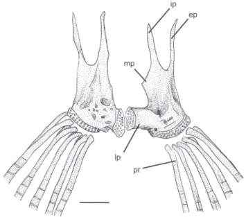 Fig. 9. Left pectoral girdle of Trichomycterus dali, MZUSP 106631, 62.4 mm SL, paratype