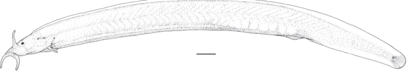Fig. 2. Dorsal (a) and ventral (b) views of head of Pygidianops amphioxus, holotype, INPA 34661