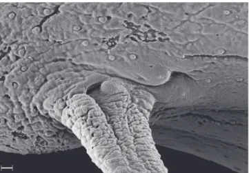 Fig. 6. Dorsal SEM view of left nostrils and respective base of nasal barbel of Pygidianops amphioxus, MZUSP 87676.