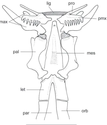 Fig. 8. Anterior portion of jaws and associated structures in Pygidianops amphioxus, MZUSP 87676