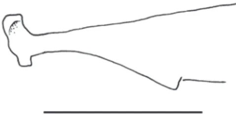 Fig. 12. Suspensorium of Pygidianops amphioxus, MZUSP 87676. Left side, anterior to left