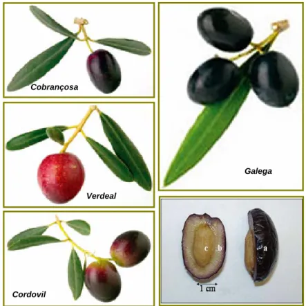 Figura 1.1. – Azeitona, de diferentes cultivares. Aspecto do interior do fruto e principais  elementos constituintes (a – pericarpo, b – mesocarpo, c - endocarpo)