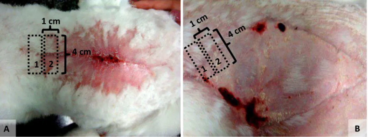 FIGURA 9  – Dorso de coelho mostrando o local de coleta dos fragmentos de pele para  avaliação histológica e teste de resistência cicatricial