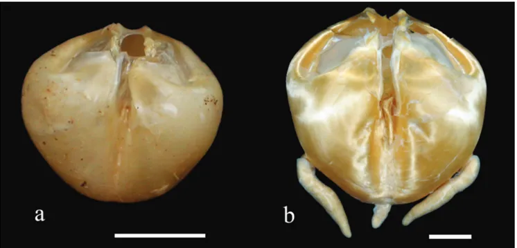 Fig. 2. Dorsal view of gas bladder of Trachycorystes menezesi, new species (a), and Trachycorystes trachycorystes (b).