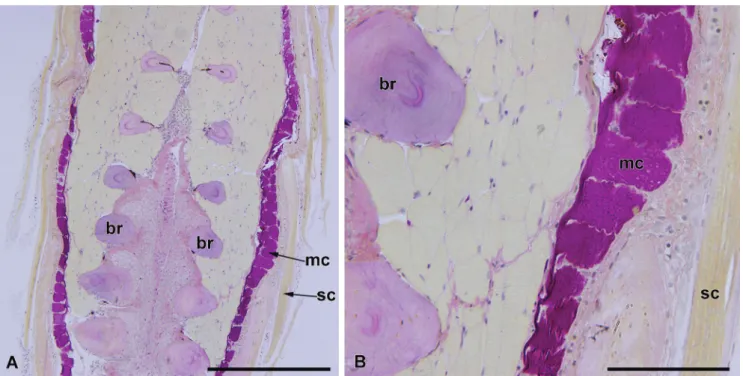 Fig. 15. Histological section carried out through caudal-fin of Hysteronotus megalostomus (MZUSP 85978, 34.9 mm SL); A: