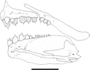 Fig. 4. Lepidocharax diamantina, MNRJ 21997, paratypes, 38.0 mm SL. Upper and lower jaws, left side, lateral view.