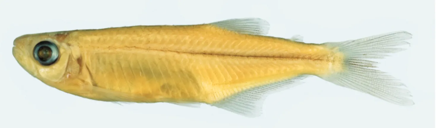 Fig. 8. Hooks on anal-fin rays of Lepidocharax burnsi, LIRP 2069, paratype, 34.0 mm SL, adult male.