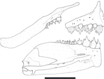 Fig. 10. Lepidocharax burnsi, MCP 27915, paratype, male, 32.7 mm SL. Caudal-fin squamation, lateral view, left side.
