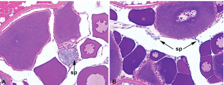 Fig. 11. Light micrographs through mature ovaries of Lepidocharax. Arrows show spermatozoa (sp)