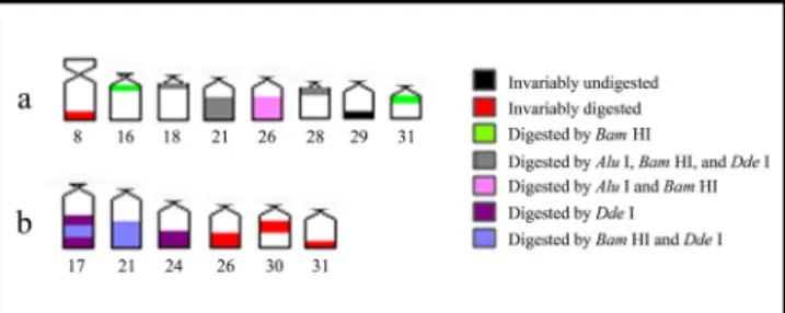 Fig. 5. Representative ideogram of chromosomal pairs in Hypostomus cf. wuchereri showing the banding pattern after digestion using Alu I, Bam HI, Hae III, and Dde I