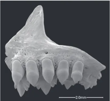 Fig. 4. Markiana nigripinnis, MZUSP 18850, premaxillary lateral view in SEM.