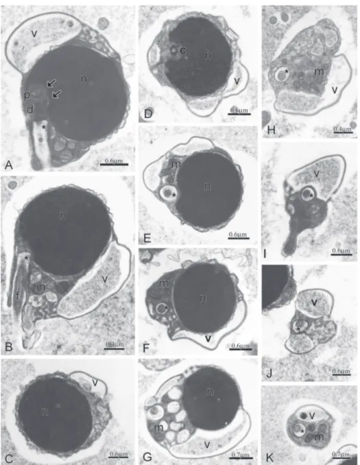 Fig. 4. Spermatozoon of Boehlkea fredcochui. A-B: Longitudinal sections of spermatozoa