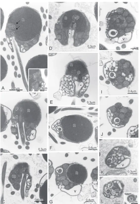 Fig. 6. Spermatozoa of Bryconamericus exodon. A-E: Longitudinal sections of spermatozoa