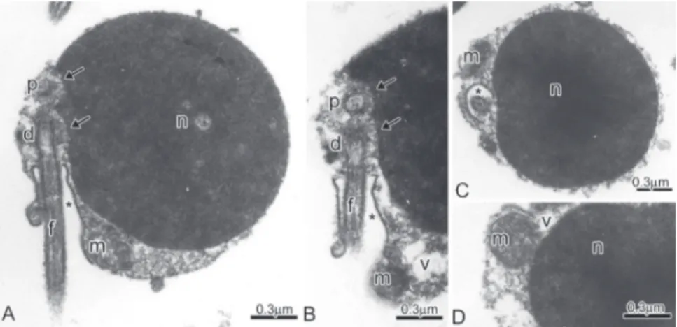 Fig. 7. Spermatozoa of Ceratobranchia obtusirostris. A-B: Longitudinal sections of spermatozoa