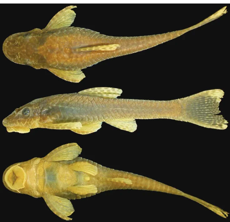 Fig. 14. Hisonotus laevior, MCN 12682, female, 46.0 mm SL. Arroio Inhuquipá, São Lourenço do Sul, Brazil.