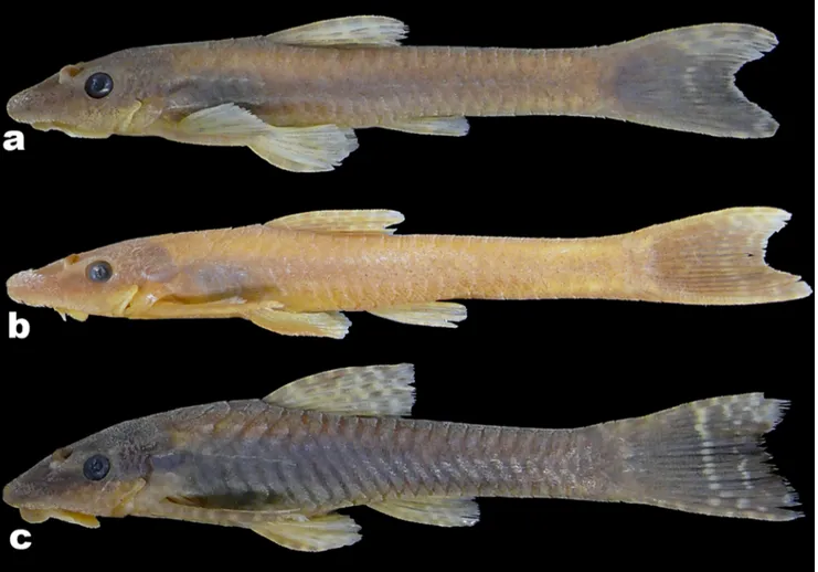 Fig. 20. Species of Hisonotus from laguna dos Patos system. a. Hisonotus leucofrenatus, MCP 41630, female, 38.5 mm SL.