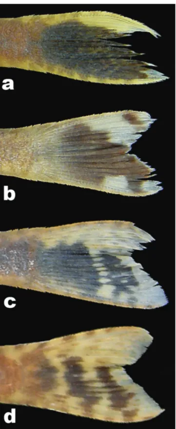 Fig. 21. Caudal-fin color pattern of some Hisonotus species.