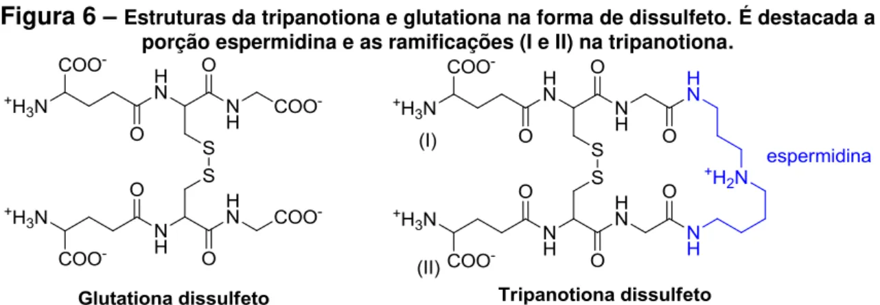 Figura 6  –  Estruturas da tripanotiona e glutationa na forma de dissulfeto. É destacada a  porção espermidina e as ramificações (I e II) na tripanotiona