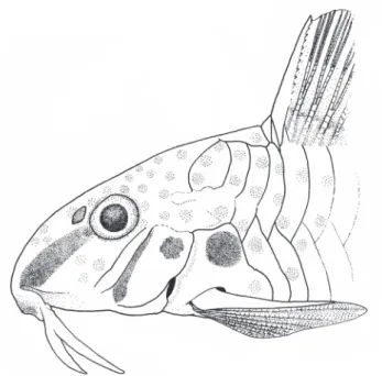 Fig. 4. Schematic drawing showing color pattern details in anterior portion of the body of Corydoras lymnades, based in a paratype, NUP 9965, 28.7 mm SL.