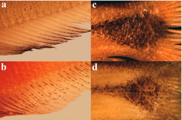 Fig. 3. (a) Anterior portion of the anal fin of Roeboides bussingi (LSUMZ 14797, 79.0 mm SL; paratype) showing concentration of melanophores forming a dark band at the edge of the fin