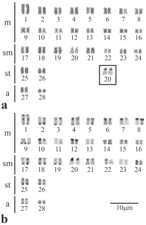 Fig. 1. Karyotypes of Ageneiosus inermis stained with Giemsa (a) and sequentially C-banded (b)