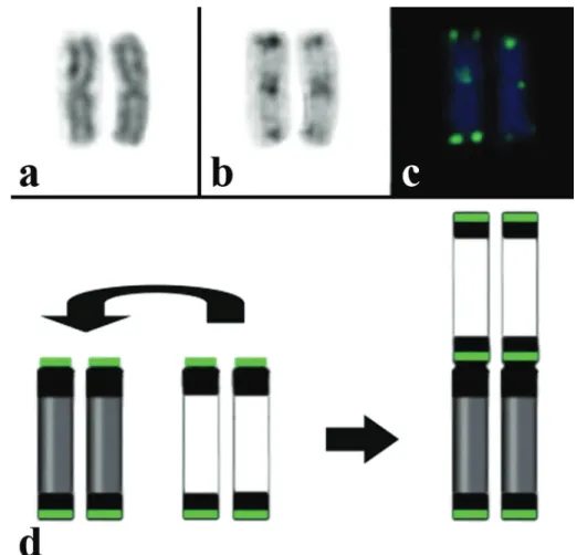 Fig. 3. Metacentric chromosomal pair 1 (a) stained with Giemsa, (b) C-banded and (c) hybridized with [TTAGGG] n 