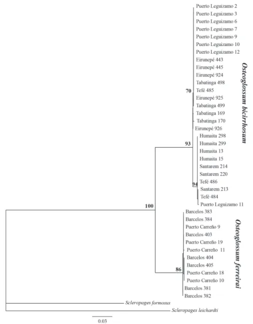 Fig. 2. Maximum likelihood phylogenetic hypothesis of relationships of Osteoglossum individuals representing the species O.