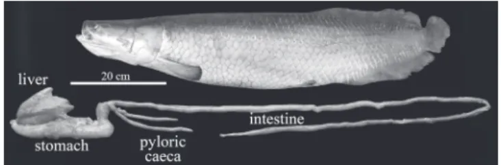 Fig. 6. Anatomy of the digestive tract from a 78 cm TL juvenile Arapaima from Mamirauá Reserve, Brazil (now a dried skeleton in Manaus, INPA 26582, collected by C