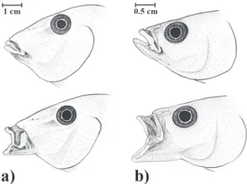 Fig. 2. Head of Satanoperca pappaterra (a) and Crenicichla britskii (b), showing differences in the mouth protrusion.