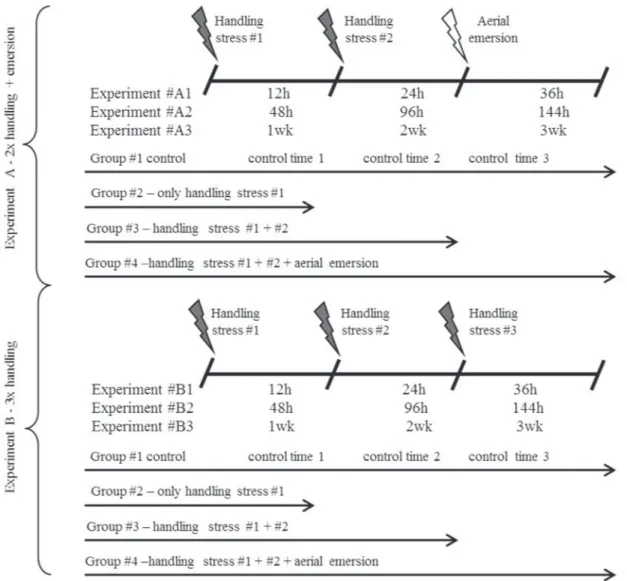 Fig. 1. Schematic representation of the experimental design of both groups of experiments