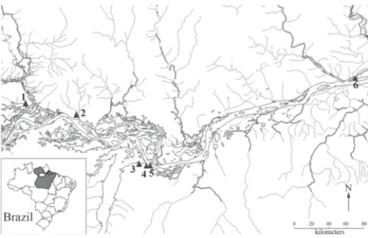 Table 2. Morphological measurements of Hoplias malabaricus from lower Amazon River. The measurement abbreviations are: