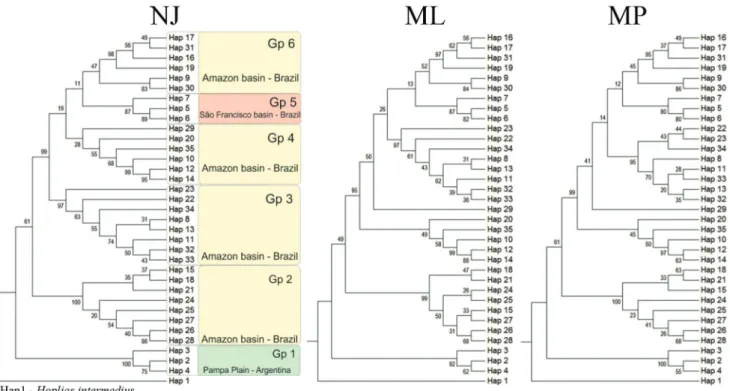Fig. 3. Phylogenetic trees of Hoplias malabaricus haplotypes based on COI mitochondrial gene sequences