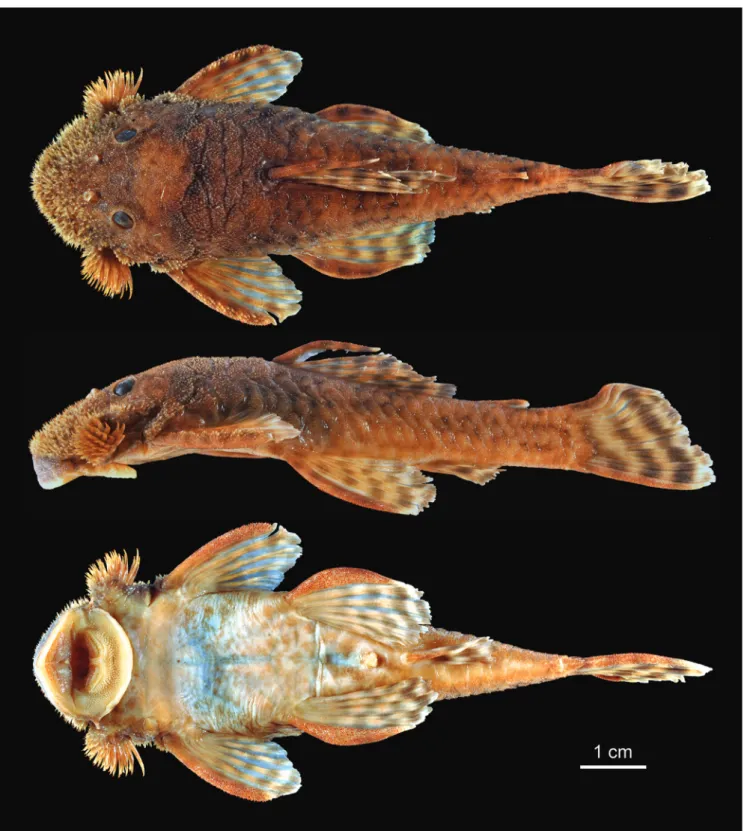 Fig. 2. Dorsal, lateral, and ventral views of Neblinichthys peniculatus, holotype, male, MBUCV V-35680, 78.8 mm SL, Venezuela, Bolivar, río Paragua drainage, río Carapo at first rapids along right bank.