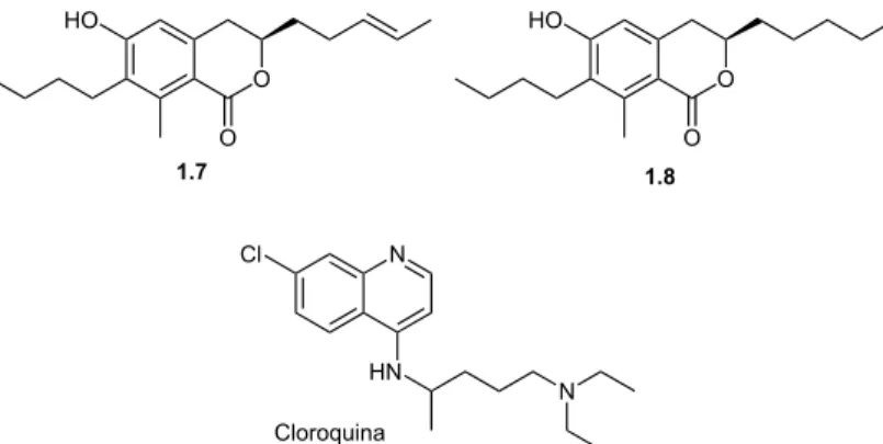 Figura 1.5 – 3,4-Diidroisocumarinas naturais ativas contra Plasmodium falciparum K1 multi-resistente e o  padrão cloroquina