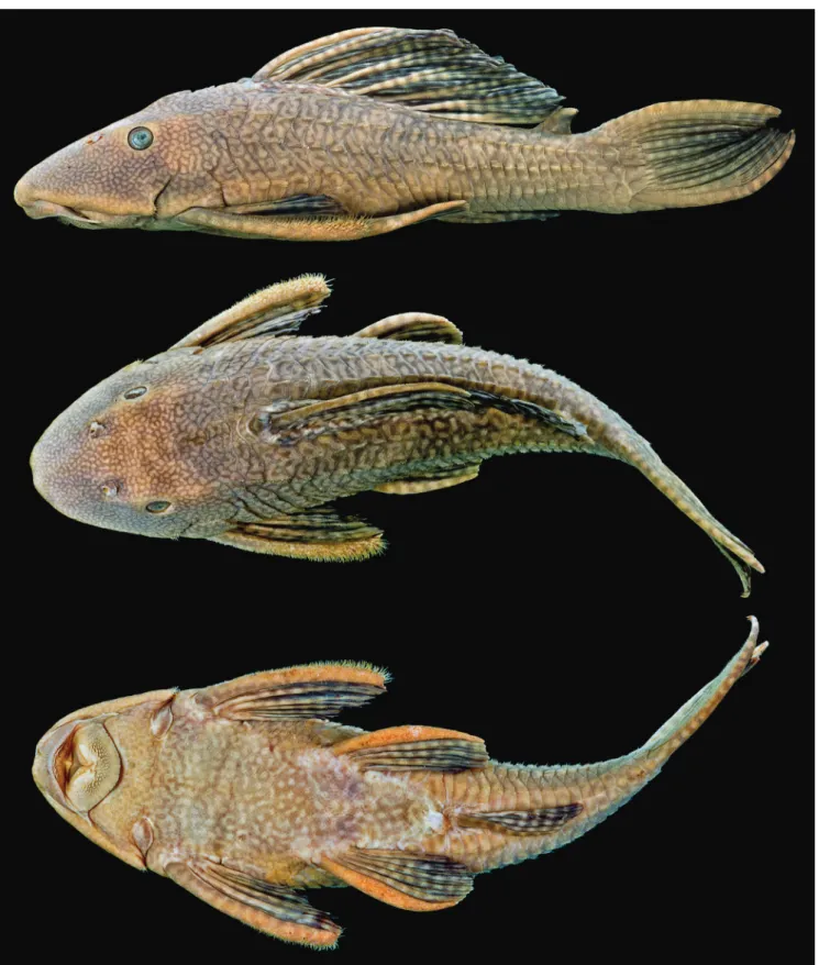 Fig. 1. Hypostomus delimai new species, INPA 6191, holotype, 235.2 mm SL, in lateral, dorsal, and ventral views, Pará, Itupiranga, rio Tocantins, Tocantins State, Brazil.