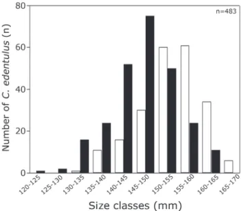 Fig.  2.  Number  of  Cetengraulis  edentulus  per  size  classes  (mm) of total length (white column = female; black column 