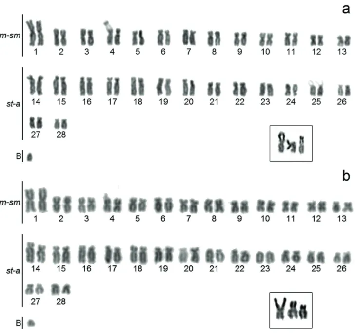 Fig. 1. Callichthys callichthys karyotypes stained by Giemsa: (a) with an acrocentric B chromosome and the third NORs bearing  chromosome (interstitial) and (b) with the ill-defined acrocentric B chromosome and the third NORs bearing chromosome  (terminal)